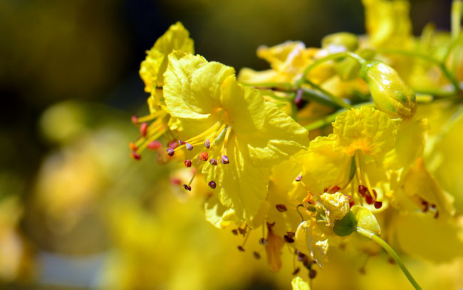 Blue Paloverde has bright yellow, pea-like flowers that are about 1 to 2 inches (2.5 - 5 cm) across. The banner or standard petal is also yellow which may distinguish it from other similar Paloverde trees. Parkinsonia florida